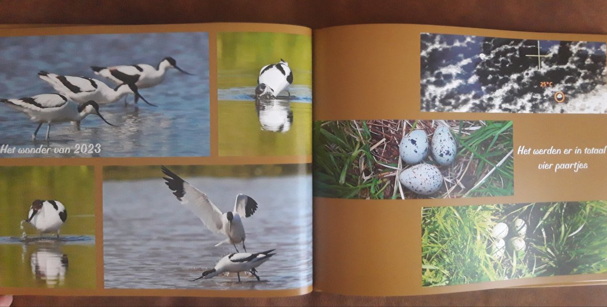 firefigter17's tweet image. Het mooiste en beste weidevogelseizoen sinds ik vogelwachter ben (aanstelling in 2000) gebundeld in een fotoboek. Weinig predatie en veel vliegvlugge vogels, met dank aan goed predatiebeheer en actieve veehouders met een hart voor de vogels. Kortom een top jaar!