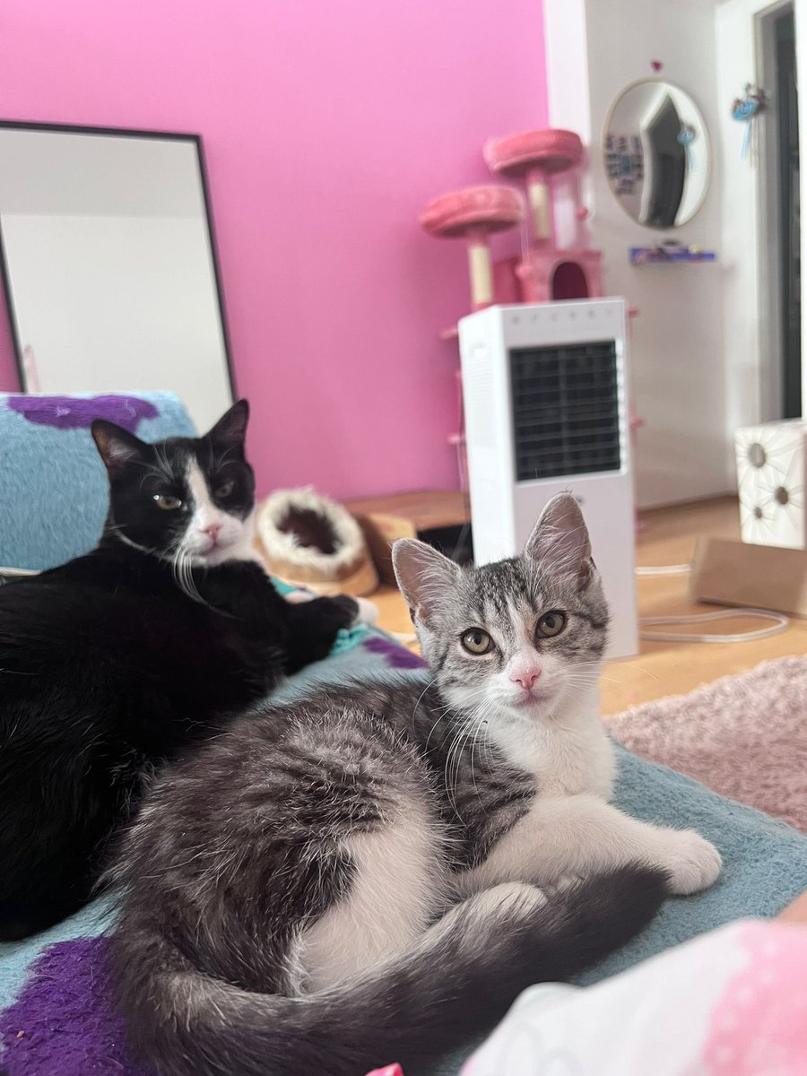 Jakuta_'s tweet photo. 🐈‍⬛🐈 https://t.co/Jq3JfxmcBa