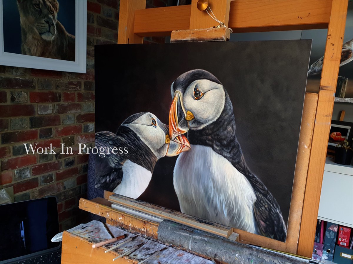 Just a little sneak peek at what I'm currently working on....

#oilpainting #puffinpainting #birdart #paintingpuffins #wildlife #wildbirds #puffins #puffinlove #puffinsofinstagram #puffinisland #puffinphotography