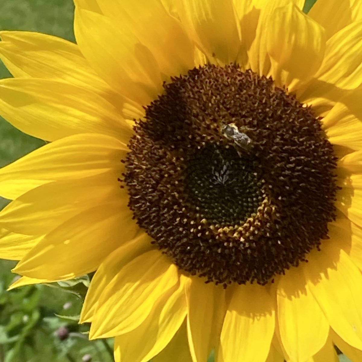 Get the monkey off your back, time to change tack … #posttraumaticgrowth #mentalhealth #sunflowers #writerslift #writerscommunity #poet @PoetsNorthern @NoahKahan