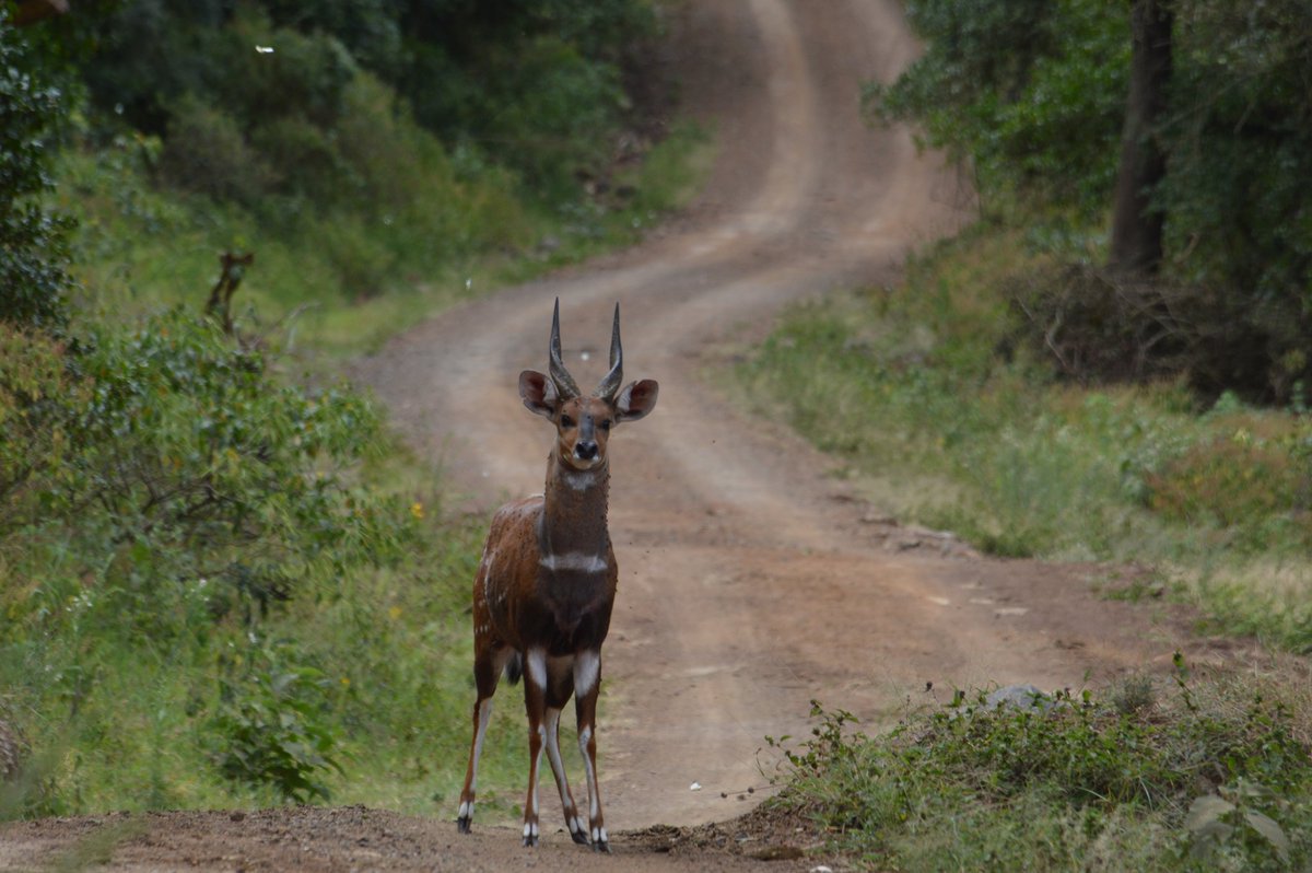 FeatherQuestAdv's tweet photo. Good morning from Marsabit National Park.
#travel #TwitterNatureCommunity #wildlife #nature #tembeakenya. https://t.co/DNzNkOtKXg