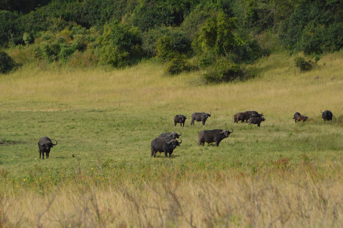 FeatherQuestAdv's tweet photo. Good morning from Marsabit National Park.
#travel #TwitterNatureCommunity #wildlife #nature #tembeakenya. https://t.co/DNzNkOtKXg
