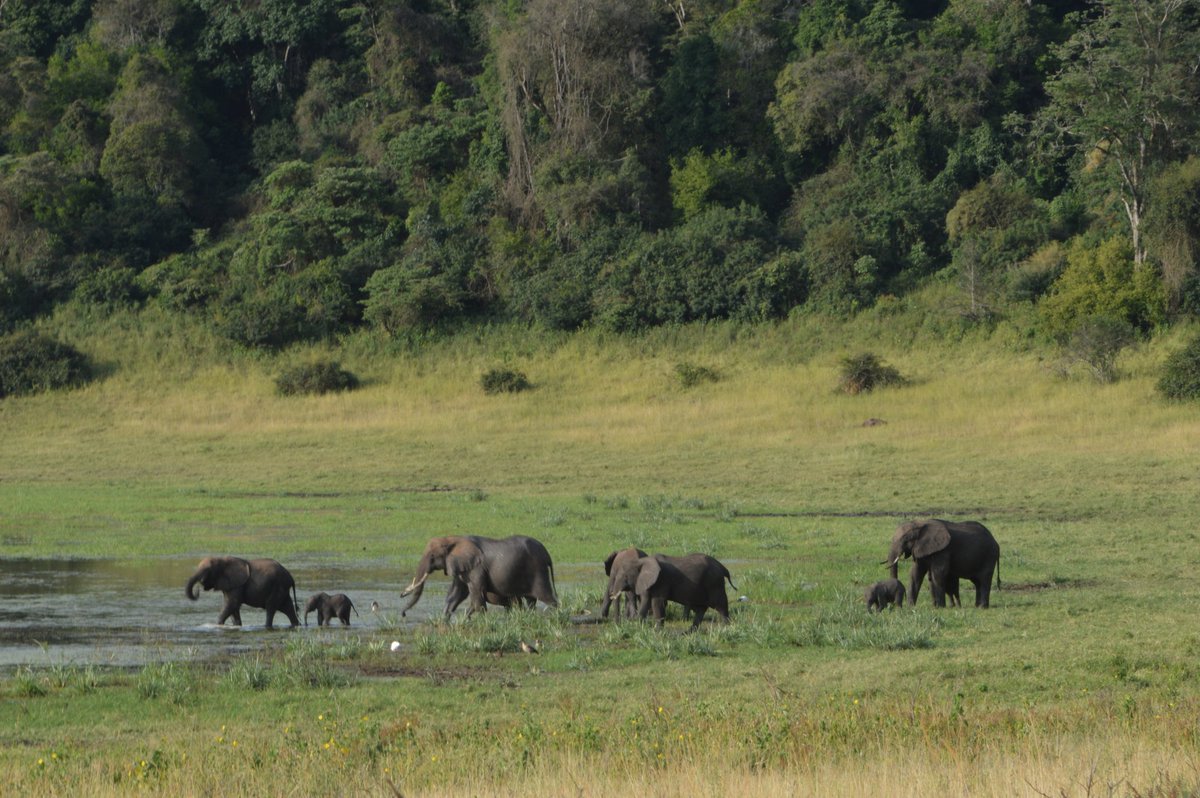 FeatherQuestAdv's tweet photo. Good morning from Marsabit National Park.
#travel #TwitterNatureCommunity #wildlife #nature #tembeakenya. https://t.co/DNzNkOtKXg