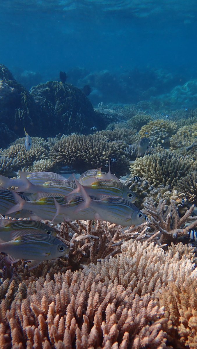 MaldivesCoral's tweet photo. We are in Fulhadhoo surveying &amp; tending to the corals at our #FulhadhooCoralRestoration site 🧱🪸

These corals from Phase 1 of the project w/ @marsglobal and #fulhadhoocouncilidhaaraa are 2 years old &amp; doing really well! 💙

#hopegrows #farakeezinmaa #coralrestoration #maldives https://t.co/nuPKhzkBVJ