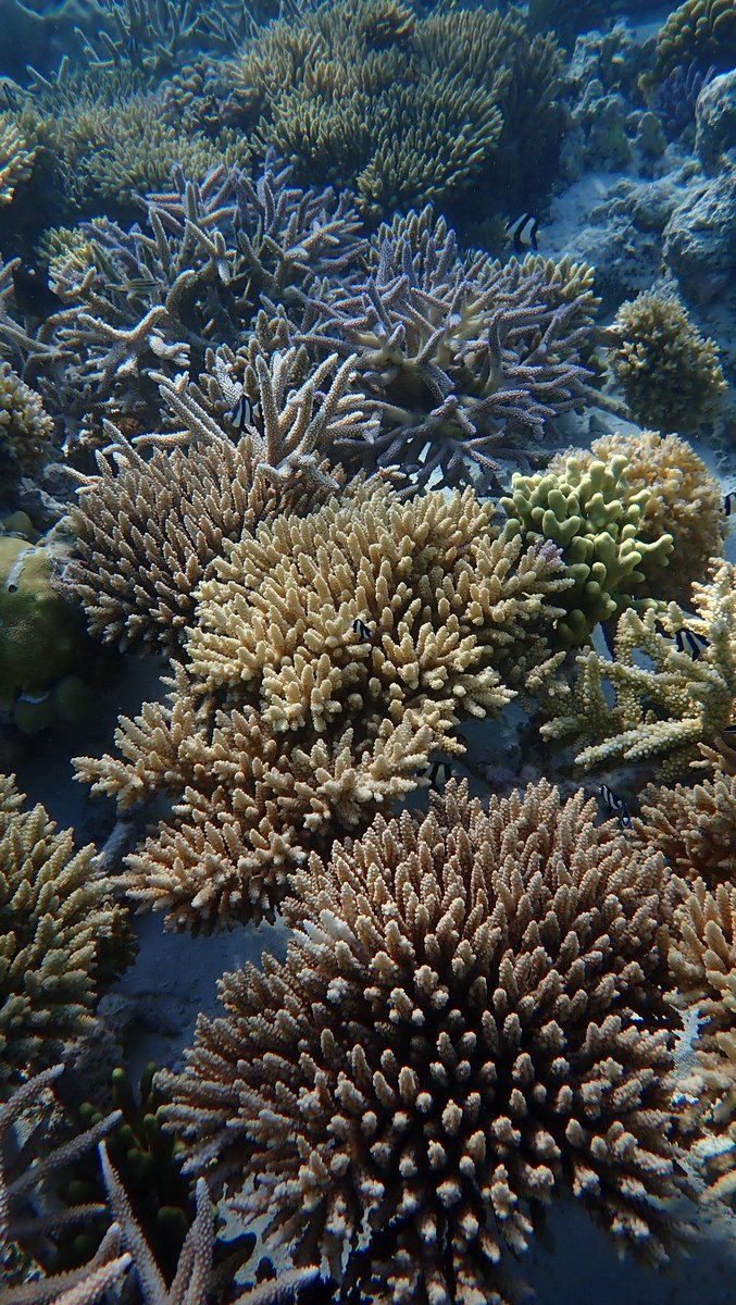 MaldivesCoral's tweet photo. We are in Fulhadhoo surveying &amp; tending to the corals at our #FulhadhooCoralRestoration site 🧱🪸

These corals from Phase 1 of the project w/ @marsglobal and #fulhadhoocouncilidhaaraa are 2 years old &amp; doing really well! 💙

#hopegrows #farakeezinmaa #coralrestoration #maldives https://t.co/nuPKhzkBVJ