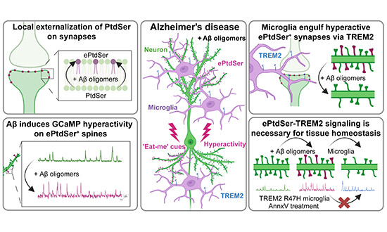 The EMBO Journal (@embojournal) on Twitter photo #Microglia-#synapse engulfment via PtdSer-#TREM2 ameliorates neuronal hyperactivity in #Alzheimer’s disease models
<a href="/JRuedaCarrasco/">Javier Rueda Carrasco</a> et al <a href="/soyonhonglab/">Soyon Hong</a> @UCL <a href="/UKDRI/">UK Dementia Research Institute</a>
embopress.org/doi/full/10.15… #Microglia-#synapse engulfment via PtdSer-#TREM2 ameliorates neuronal hyperactivity in #Alzheimer’s disease models
<a href="/JRuedaCarrasco/">Javier Rueda Carrasco</a> et al <a href="/soyonhonglab/">Soyon Hong</a> @UCL <a href="/UKDRI/">UK Dementia Research Institute</a>
embopress.org/doi/full/10.15…