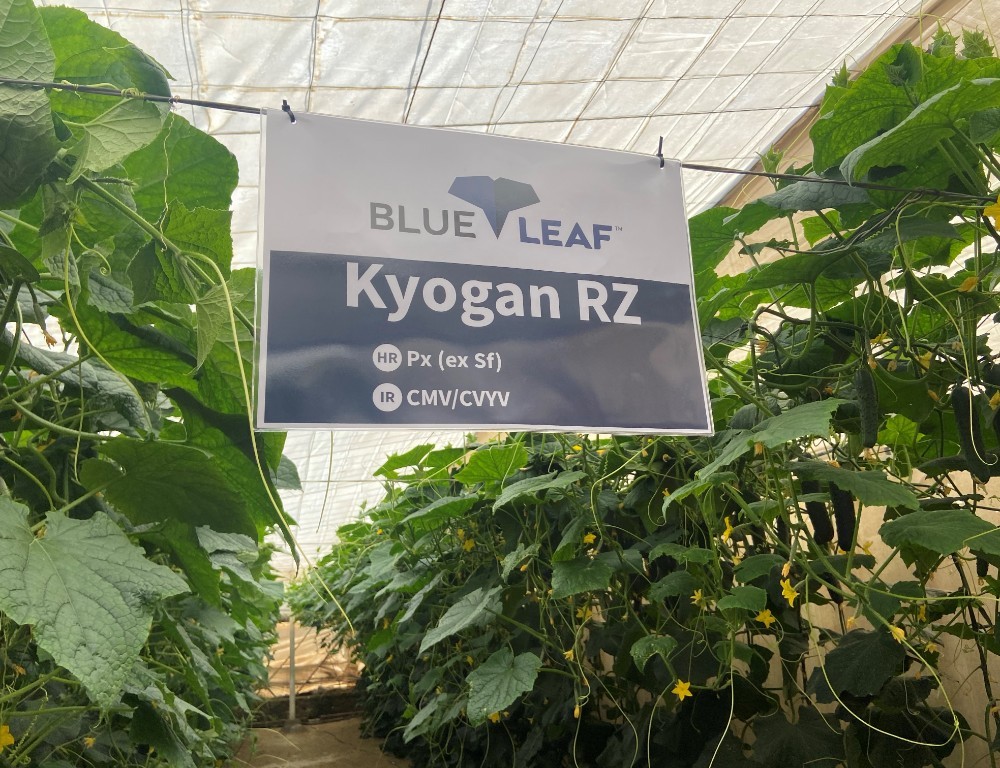 innovamosjuntos's tweet photo. 𝗞𝘆𝗼𝗴𝗮𝗻 𝗥𝗭 es una variedad #blueleaf de pepino francés y resistente a oídio con entrenudo medio y alta capacidad de producción.

🥒 Fruto oscuro con buen nivel de espina, caracterizado por un cierre pistilar pequeño y de coloración muy oscura. ¡Para siembras medias! https://t.co/ndhQZsMFVe