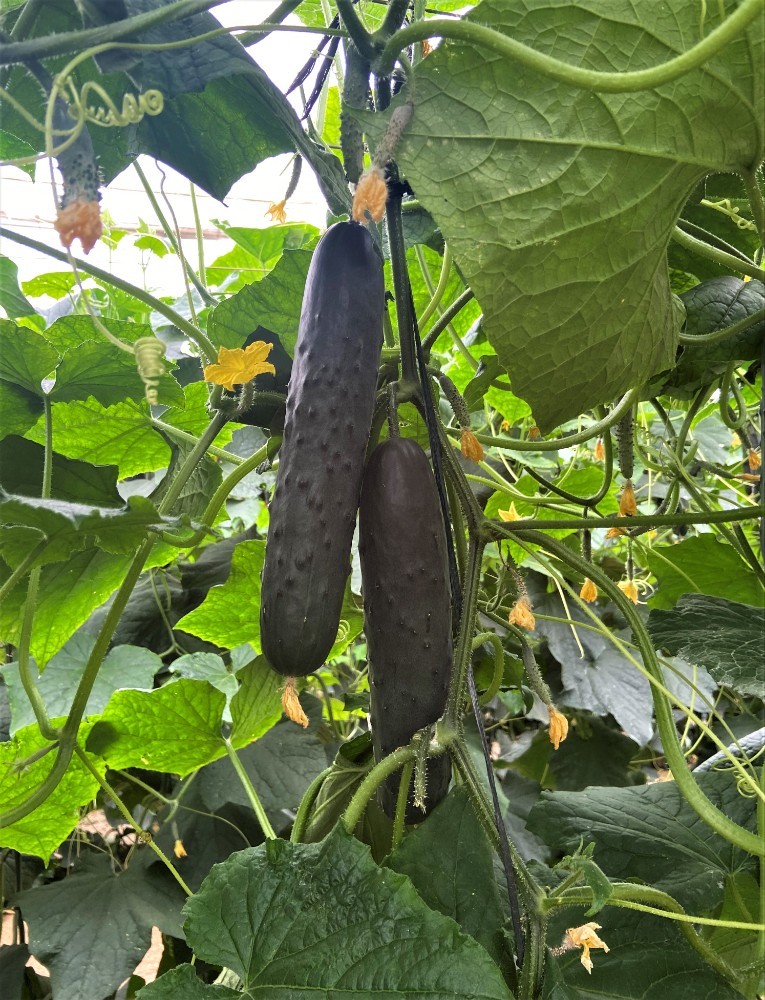 𝗞𝘆𝗼𝗴𝗮𝗻 𝗥𝗭 es una variedad #blueleaf de pepino francés y resistente a oídio con entrenudo medio y alta capacidad de producción.

🥒 Fruto oscuro con buen nivel de espina, caracterizado por un cierre pistilar pequeño y de coloración muy oscura. ¡Para siembras medias!