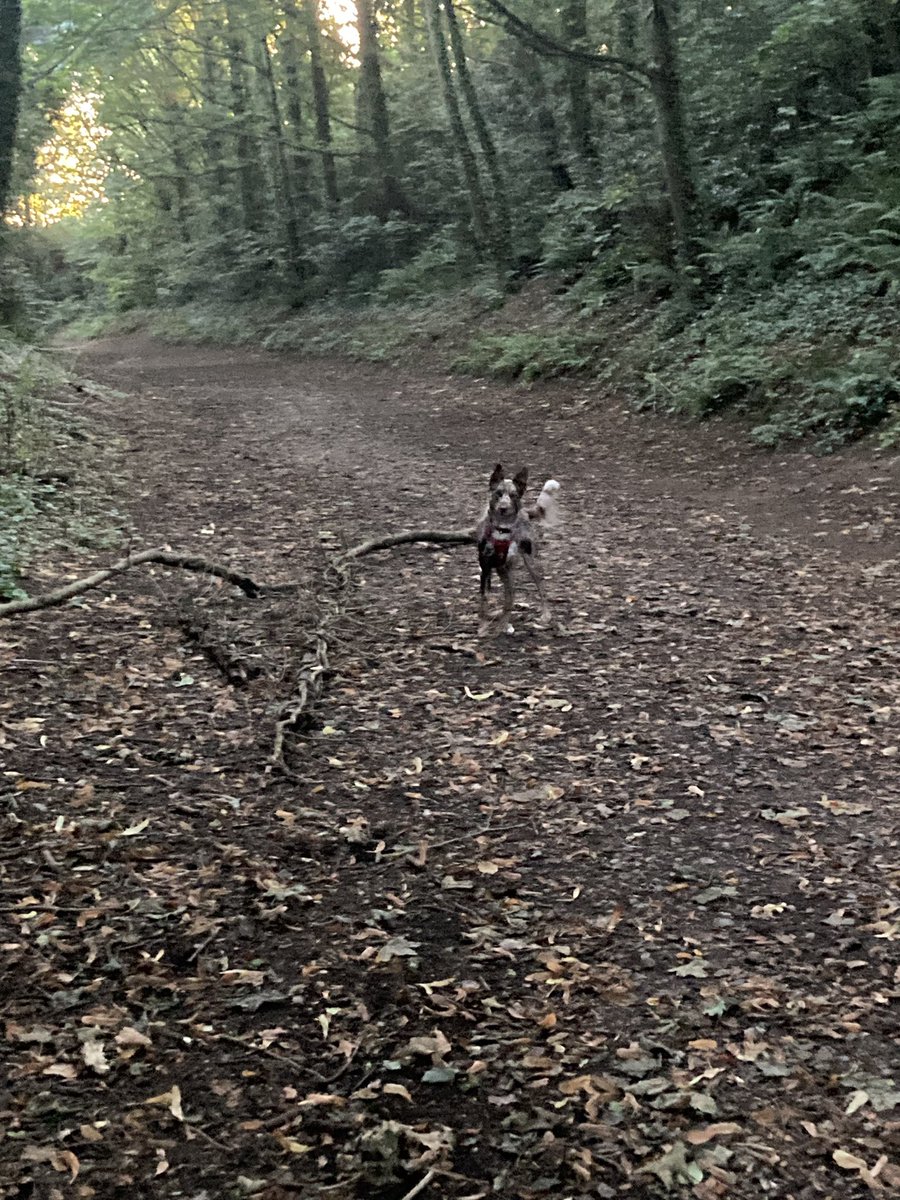 When on annual leave - 6am walk in Budleigh