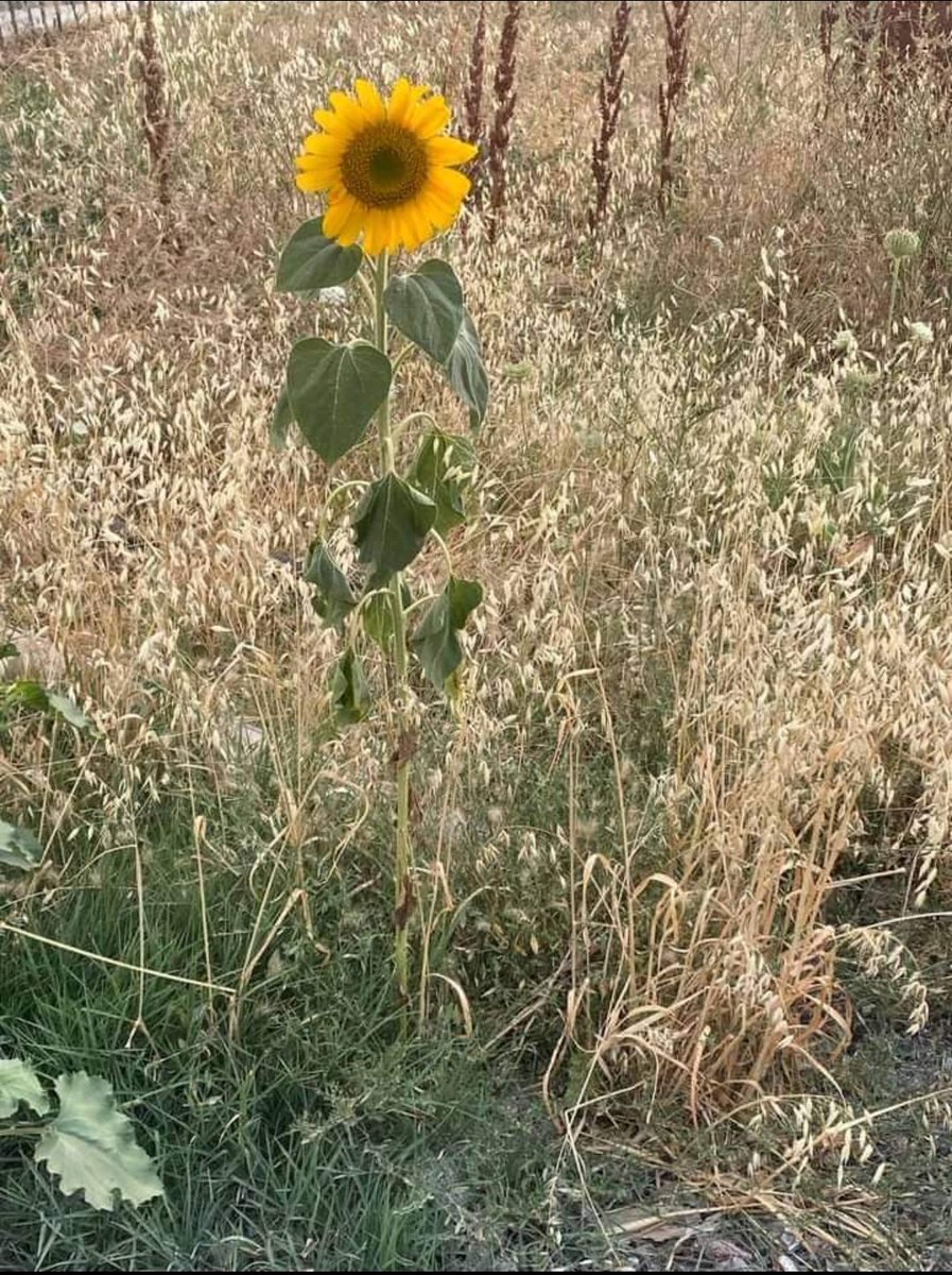 Mustafa62396180's tweet photo. Farkın olsun .. https://t.co/dIyEUC0YCo