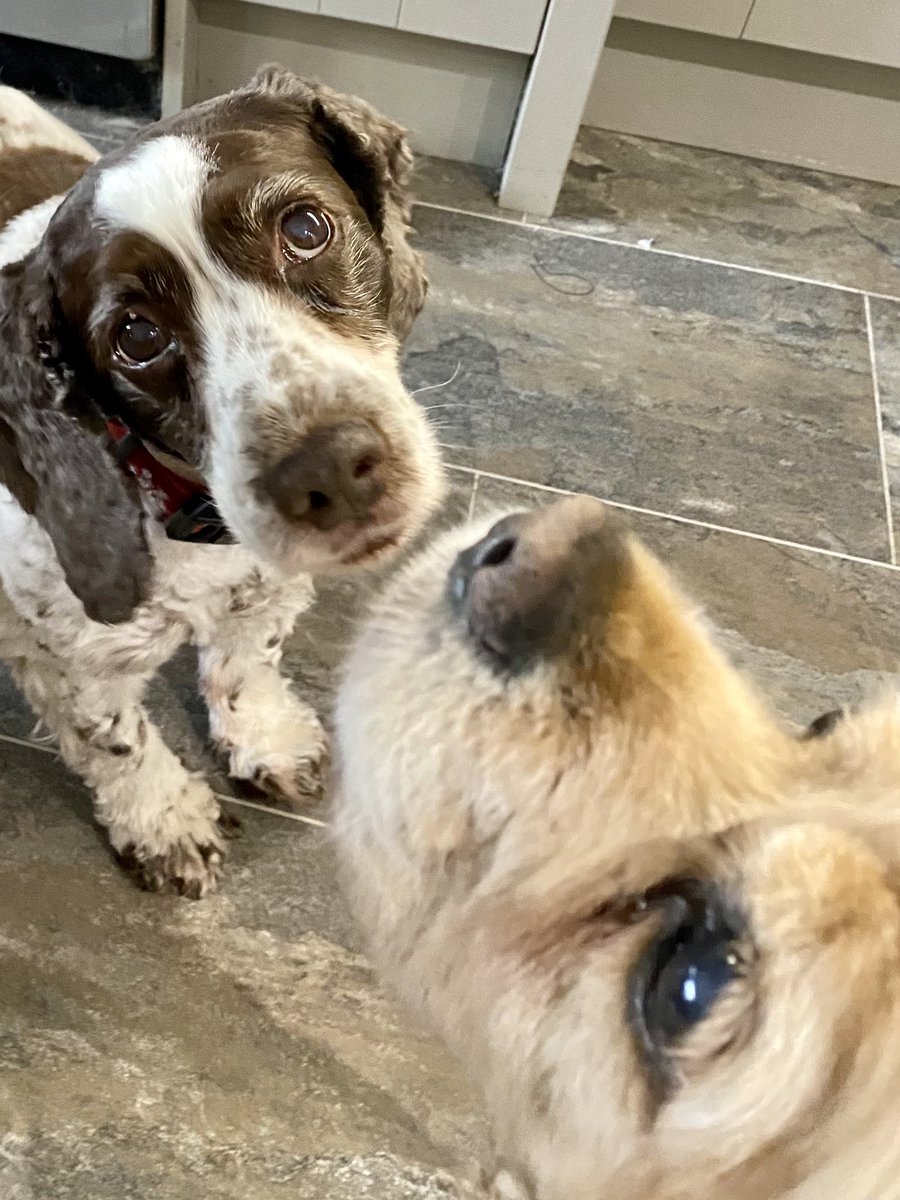 SpanielsSuper's tweet image. Ladies first, Mo waits so beautifully….
Impatient Isky has no manners🙄
#TabletTime 
#DogsOfTwitter
#AdoptDontShop