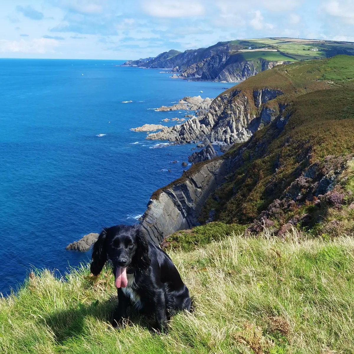 We had a lovely day yesterday on the breathtaking walk between Lee Bay and Mortehoe enjoying our favourite stretch of the stunning south west coast path...Polly's fave too! 😍🐶
#dogfriendlyholidays #southwestcoastpath #luxuryholidaycottages #northdevonwalks #devoncoastline