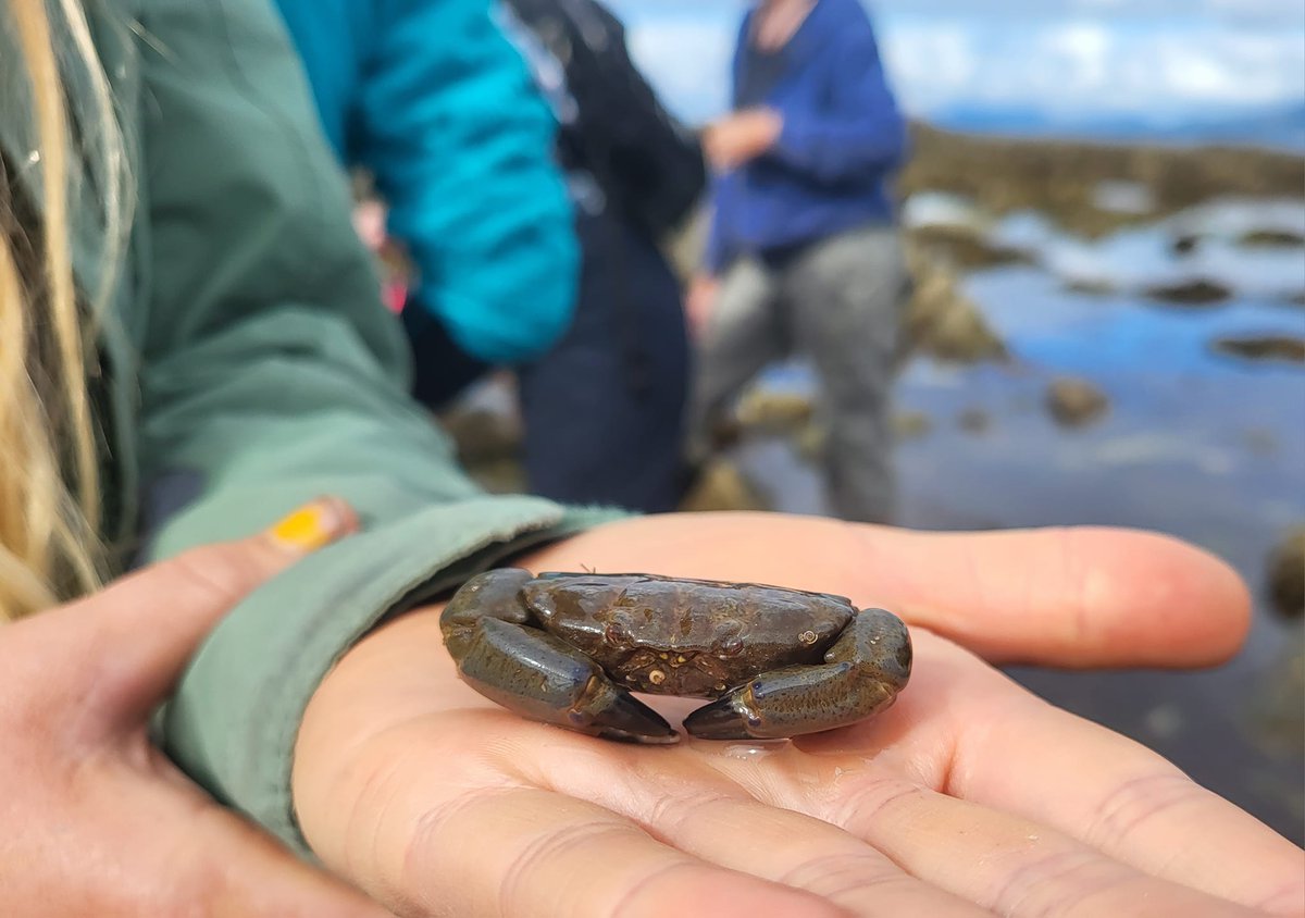 A perfect morning on the shore at Gearhies with Dave Wall @BioDataCentre. Rockpools teaming with life kept the large group rapt as discoveries were made & many species recorded. Pictured: Strawberry Anemone, Purple Urchin and Montague's Crab #exploreyourshore #HeritageWeek2023