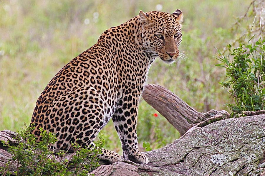 NgaizaAdventur1's tweet photo. "Embracing my inner cheetah ๐๐จ Life's a race, and I'm setting the pace with style.
.
#SpeedDemon ๐โโ๏ธ๐จ
#CheetahSprint ๐๐ฅ
#FastestOnLand ๐๐ฆ
#FelineFleetness ๐พ๐
#SwiftCheetah ๐โโ๏ธ๐
#ZoomingCheetah ๐โโ๏ธ๐ฅ
#SpeedOfLightning โก๏ธ๐
#CheetahChase ๐โโ๏ธ๐ฅ
#QuickAsCheetah ๐โโ๏ธ๐ https://t.co/NIMhFqe3k3