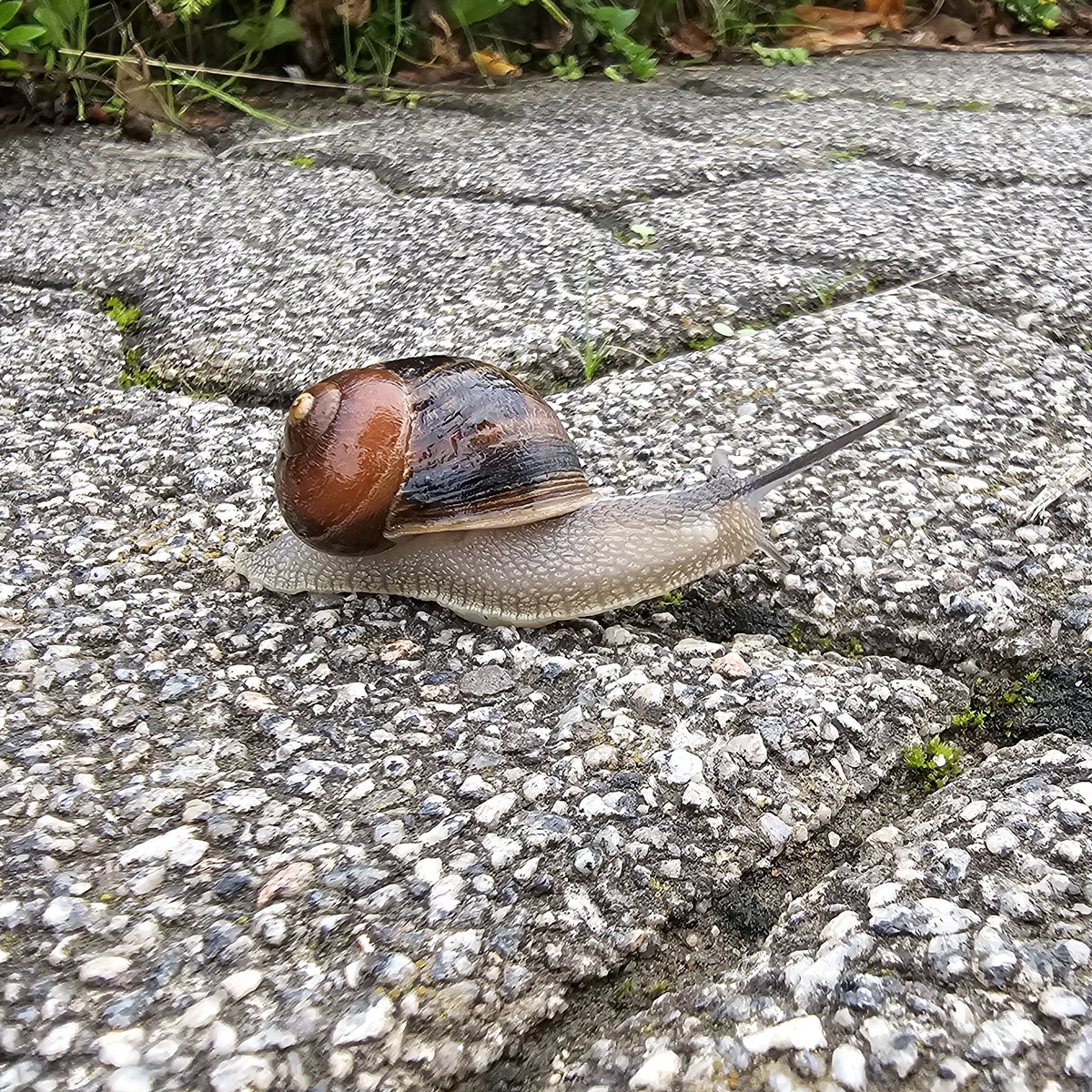 heikeontour's tweet photo. Auch schon wach?!
#slowlybutsteady #snail #snailpower #GoodMorningEveryone #slowdown https://t.co/BLsQhCSffQ