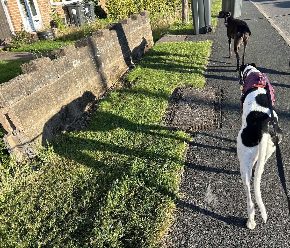 FiresBrigade's tweet photo. Dogs on stilts 💜🔥🦴💜 https://t.co/Ujc83JusFs