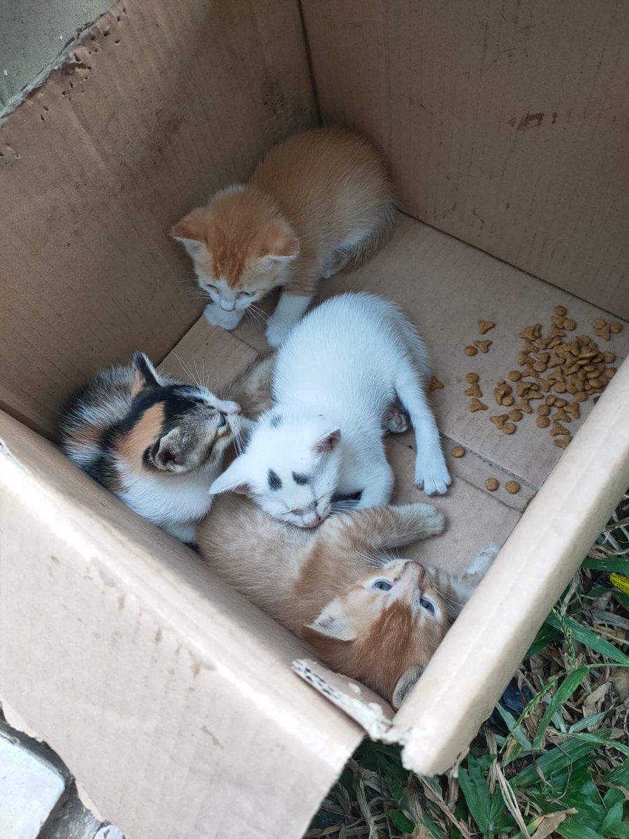 miyongoll's tweet photo. [Open Adopt Kucing]

Guys ada yang mau jadi forever home dari 4 anak kicik inii? Kemarin ortuku nemu mereka di jogging track di kowis:(. Sekarang mereka lg di bawa plg ke rumah, barangkali ada yang minat bisa langsung DM yaa https://t.co/XvidsBgEBh