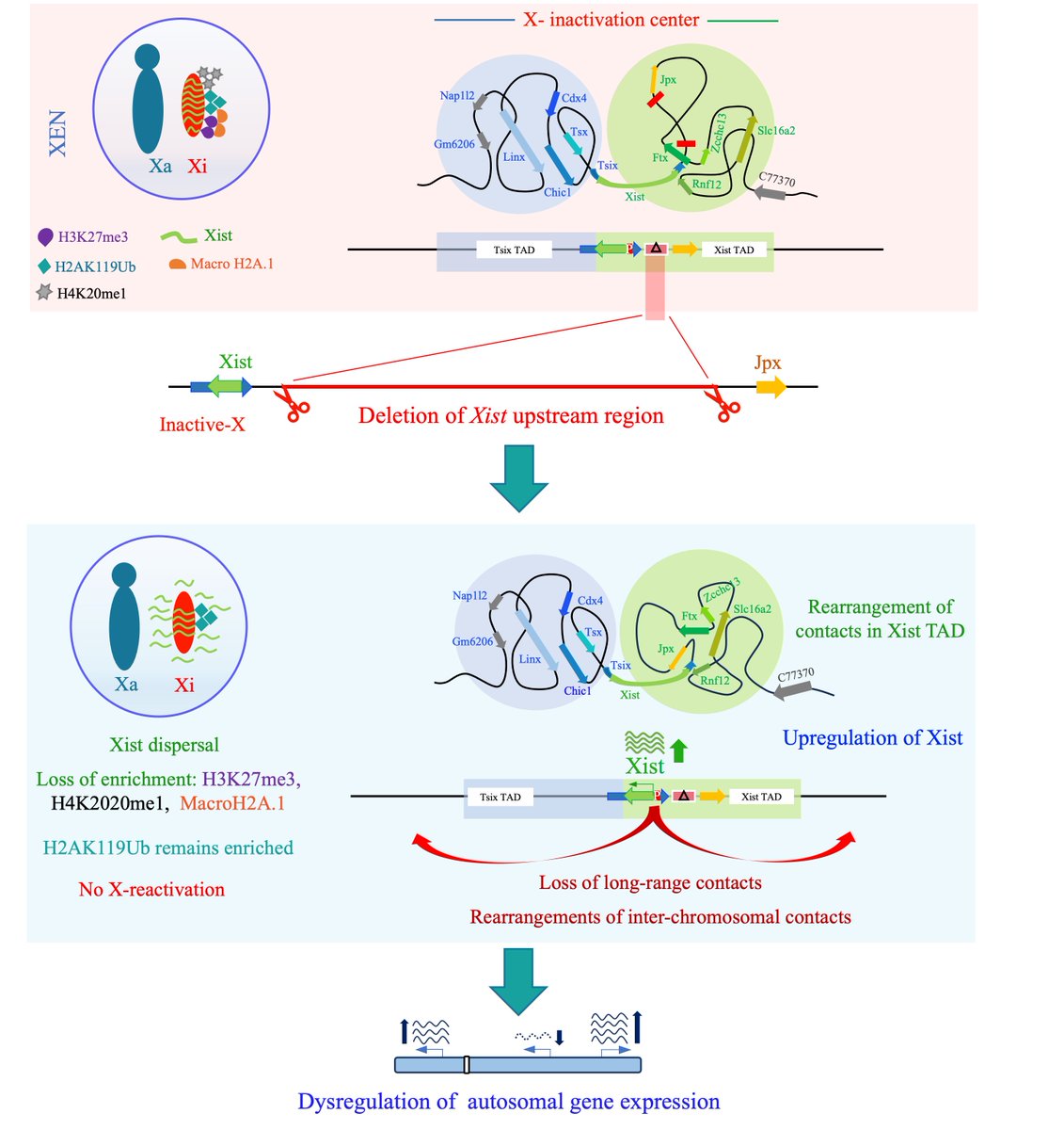 SrimontaGayen_Epigenetics lab (@srimontagayen) on Twitter photo Preprint: Excellent work by <a href="/SudeshnaMajum18/">Sudeshna Majumdar</a> showing the importance of #3Dstructure #TAD of #Xinactivation center in gene regulation: biorxiv.org/content/10.110… Thnx to our collaborator <a href="/DimpleNotani/">Dimple Notani</a> <a href="/iiscbangalore/">IISc Bangalore</a> <a href="/EMBO_YIP/">EMBO YIP</a> <a href="/DBTIndia/">Department of Biotechnology</a> <a href="/insa_academy/">Indian National Science Academy (INSA)</a> Preprint: Excellent work by <a href="/SudeshnaMajum18/">Sudeshna Majumdar</a> showing the importance of #3Dstructure #TAD of #Xinactivation center in gene regulation: biorxiv.org/content/10.110… Thnx to our collaborator <a href="/DimpleNotani/">Dimple Notani</a> <a href="/iiscbangalore/">IISc Bangalore</a> <a href="/EMBO_YIP/">EMBO YIP</a> <a href="/DBTIndia/">Department of Biotechnology</a> <a href="/insa_academy/">Indian National Science Academy (INSA)</a>