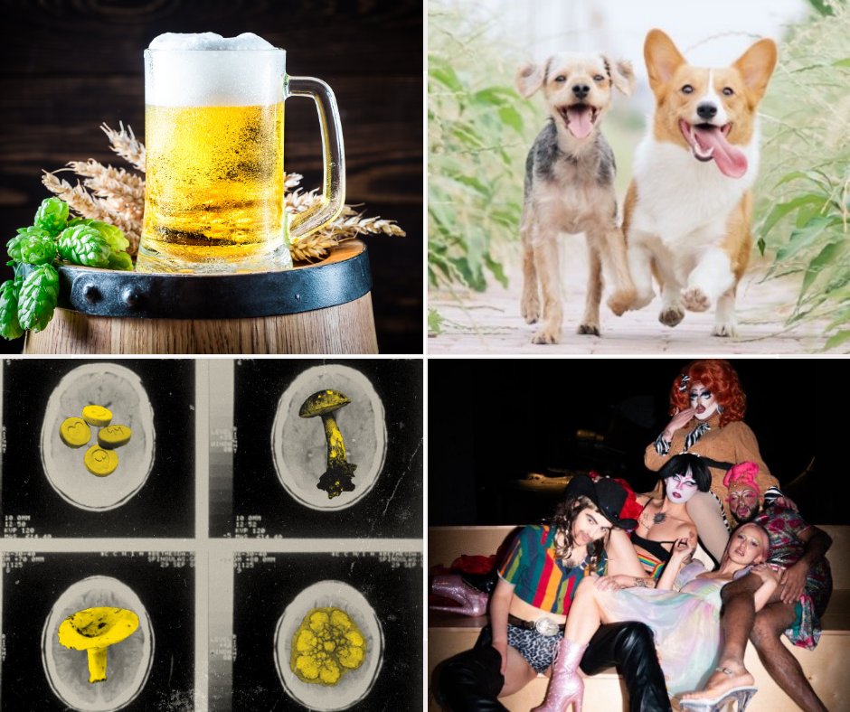 scienceinpublic's tweet image. Beer science; dog happiness; psychedelics; animal sounds; and the battle of the drag scientists. Day 6 highlights for @Aus_ScienceWeek. More: scienceinpublic.com.au/media-releases… #ScienceWeek
@KelseyOnScience @mattwfielding @BeerableScience @DoUBelieveInDog @sana_qadar @Constababble @dyantai