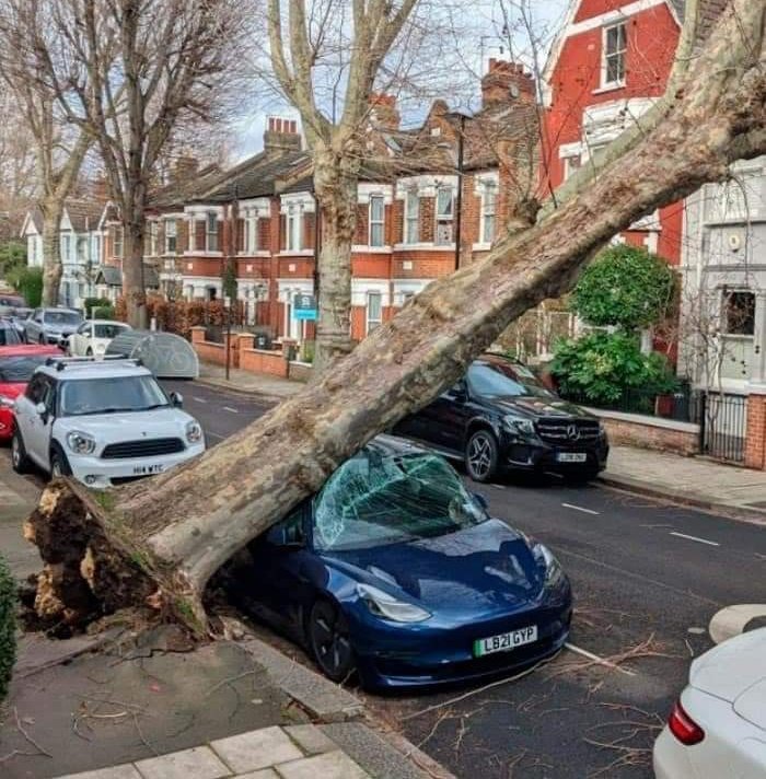 You buy electric car to save the planet and tree kills it.
What an irony.
