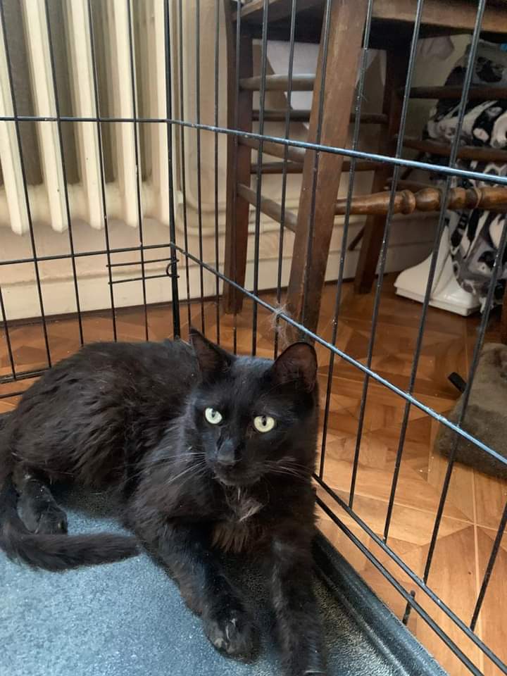 Ebène, sauvé la semaine dernière!  Ce minou a été trouvé très diminué : poil hirsute et bavant excessivement à cause d'un calicivirus 😢
Mis à l'abri et conduit chez le vétérinaire il se remet doucement de son virus qui lui aurait coûté la vie dehors ..