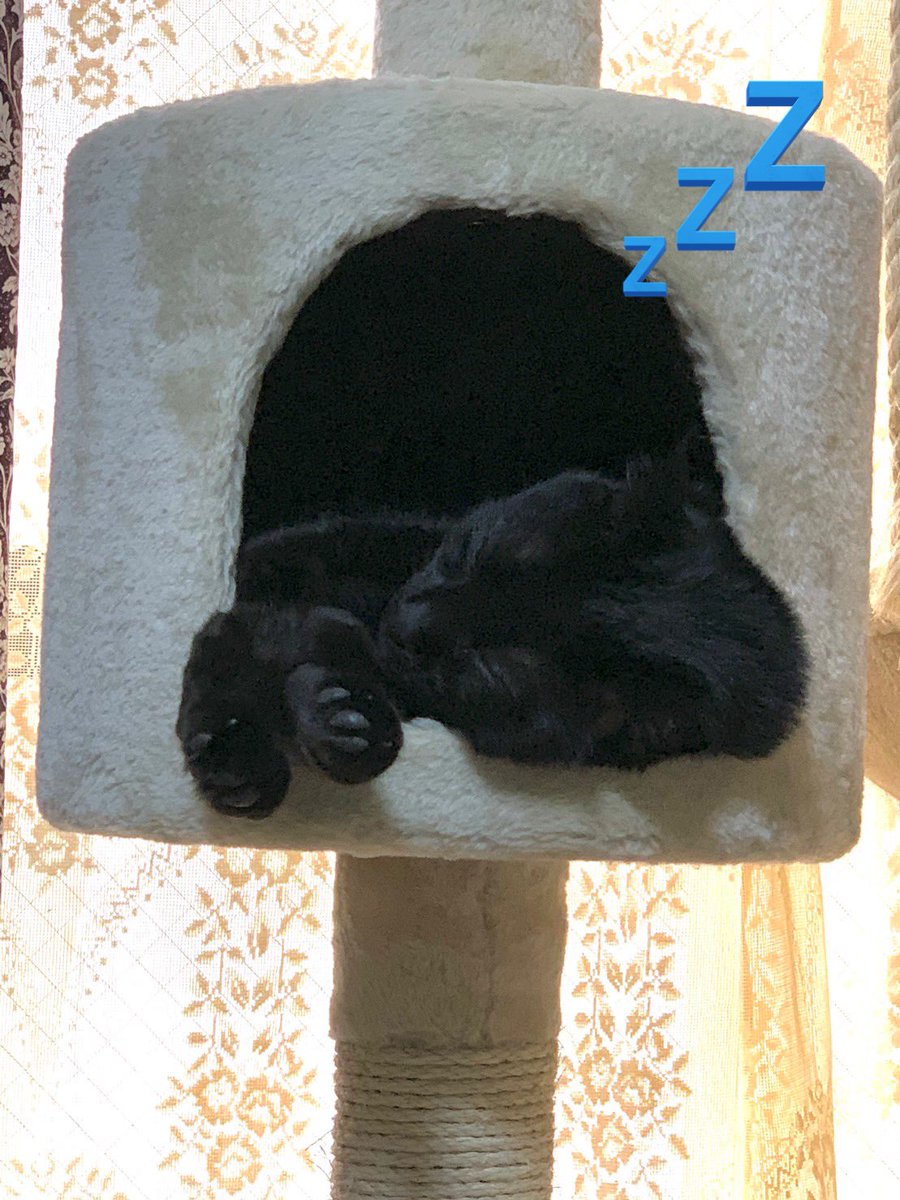 夕日が居ない‼️
何処？
どこいったー😭💦
て、ここに居た💧
#猫好きな人と繋がりたい