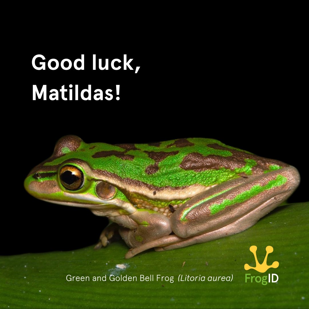 FrogID tweet media