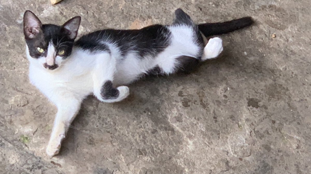 anhptx's tweet photo. #CHEO  #CAT https://t.co/Du4OVRBILe