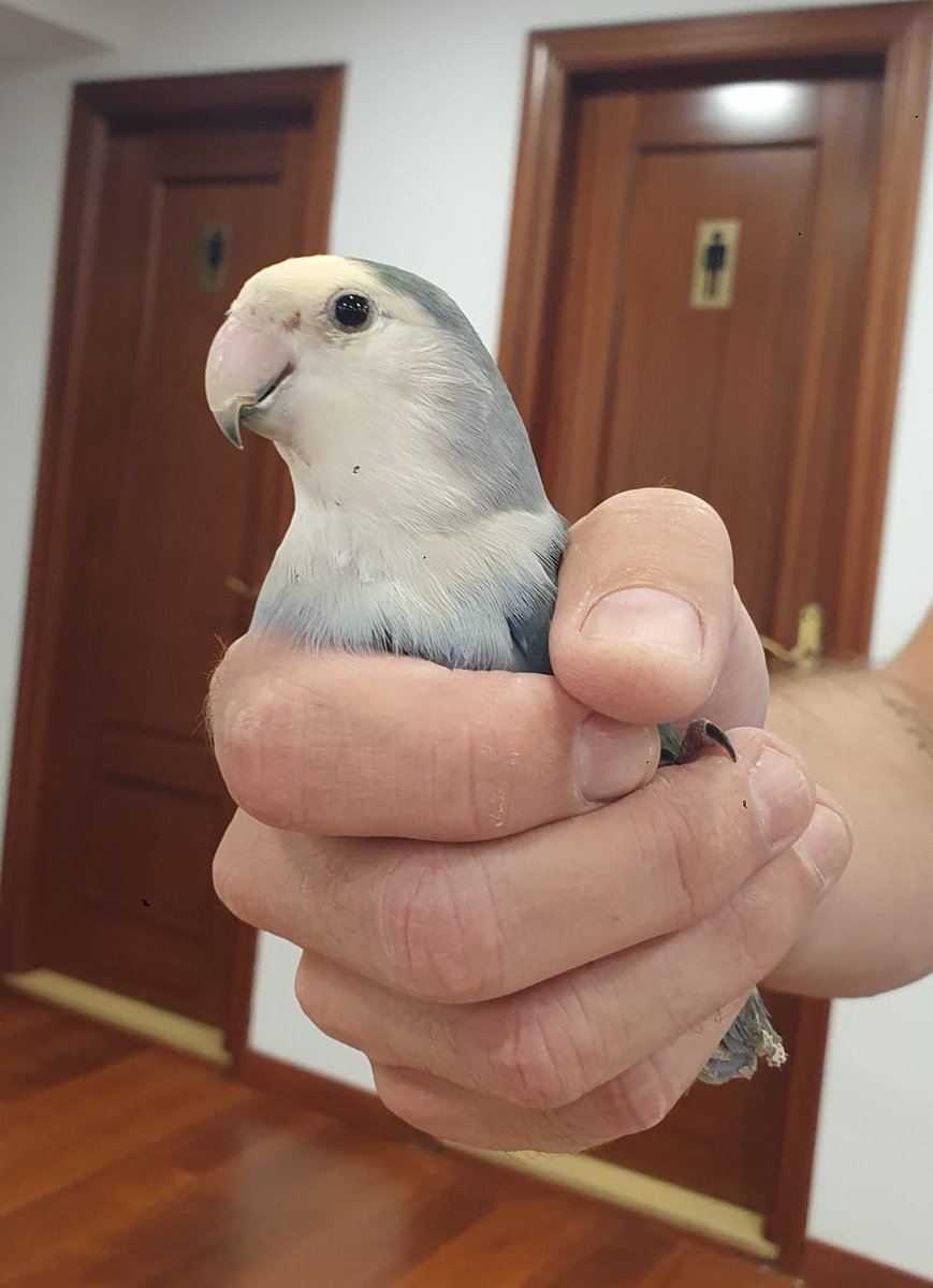 Santa Cruz de Tenerife, zona Plaza Weyler

Me encontré este agapornis y lo tengo en la oficina

Si sabes algo o lo estas buscando, ponte en contacto conmigo 

(Ayuda a compartir porfa)