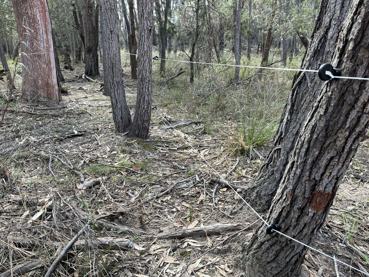 Wombat Ridge tweet media