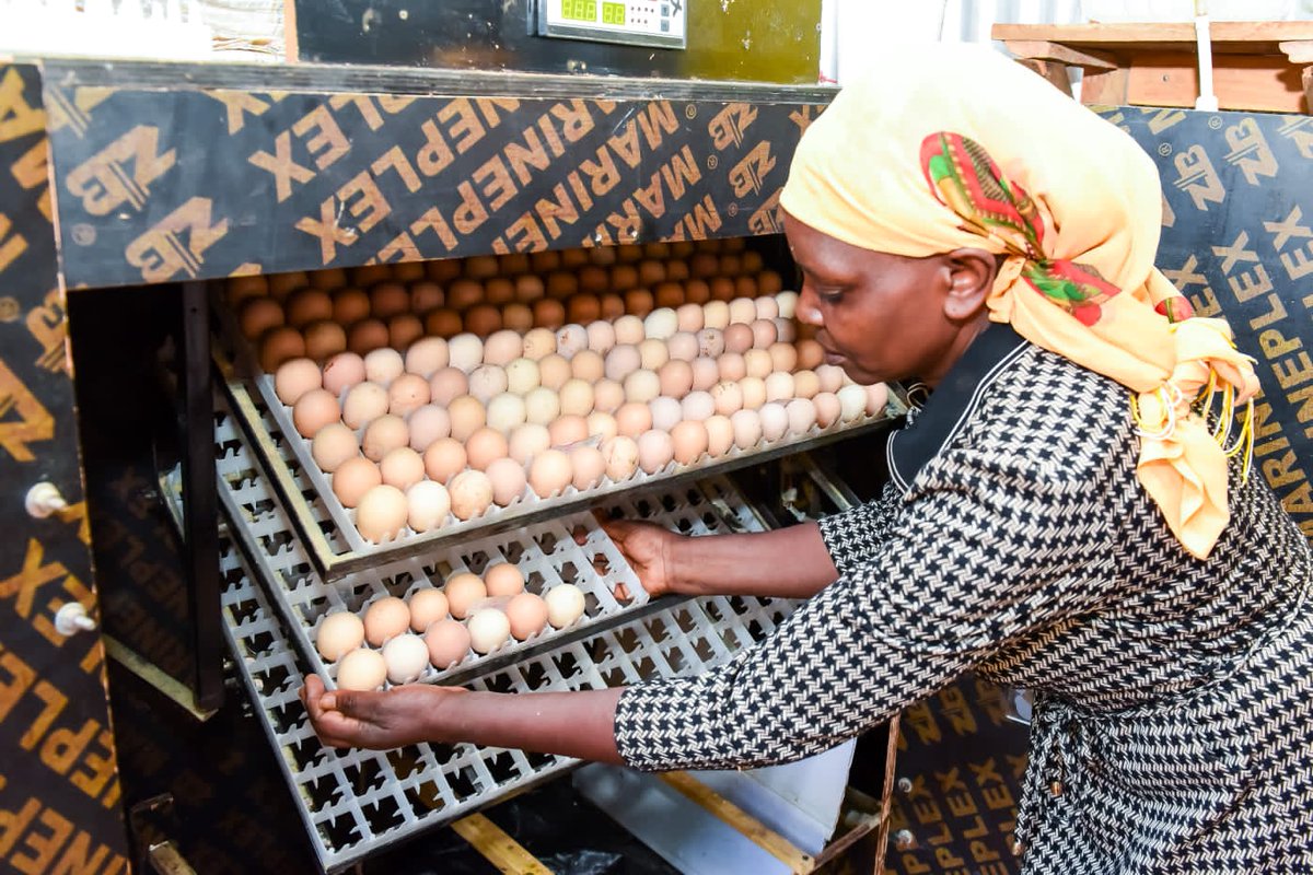 PeterKariukiKE's tweet image. 𝐓𝐇𝐄 𝐊𝐈𝐑𝐈𝐍𝐘𝐀𝐆𝐀 𝐀𝐆𝐑𝐈𝐂𝐔𝐋𝐓𝐔𝐑𝐄 𝐒𝐂𝐎𝐑𝐄𝐂𝐀𝐑𝐃: 

Through the Wezesha Kirinyaga empowerment program, Governor Anne Waiguru’s administration has supported more than 50,000 households to undertake Agricultural value chain Projects. 

#KirinyagaAtDevCon2023