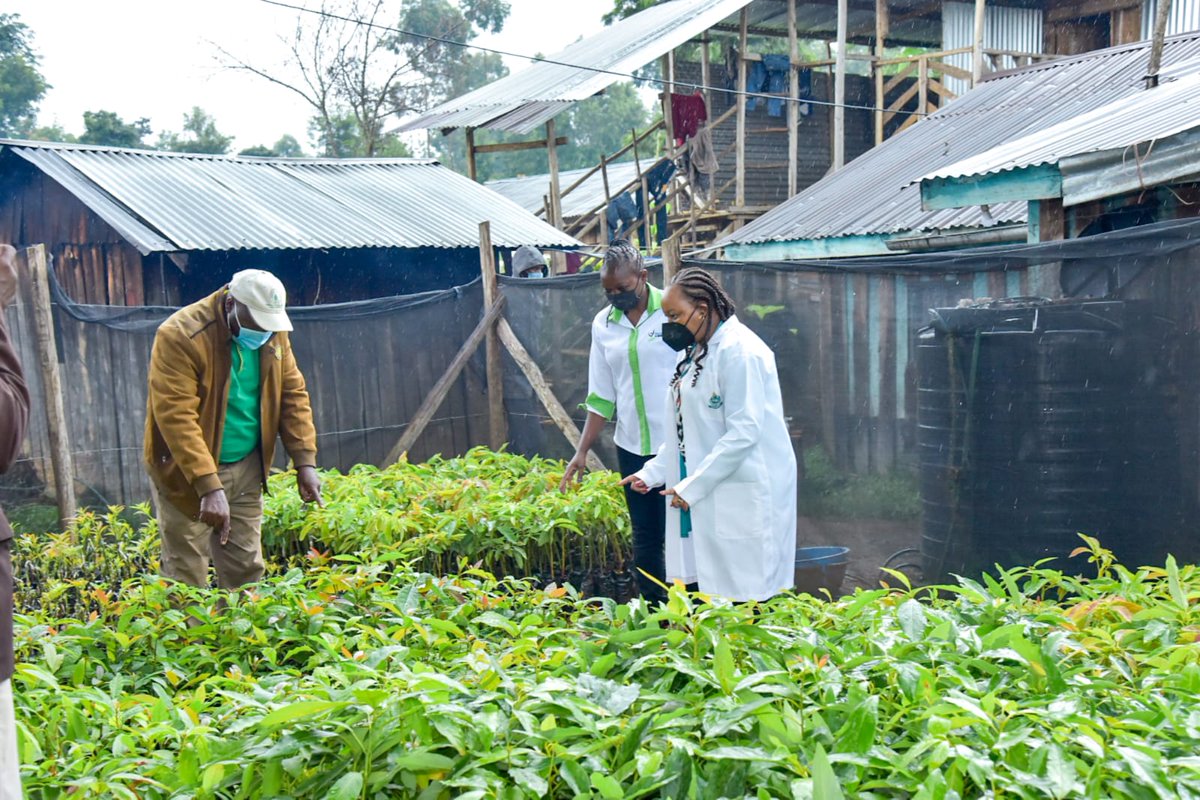 PeterKariukiKE's tweet image. 𝐓𝐇𝐄 𝐊𝐈𝐑𝐈𝐍𝐘𝐀𝐆𝐀 𝐀𝐆𝐑𝐈𝐂𝐔𝐋𝐓𝐔𝐑𝐄 𝐒𝐂𝐎𝐑𝐄𝐂𝐀𝐑𝐃: 

Through the Wezesha Kirinyaga empowerment program, Governor Anne Waiguru’s administration has supported more than 50,000 households to undertake Agricultural value chain Projects. 

#KirinyagaAtDevCon2023