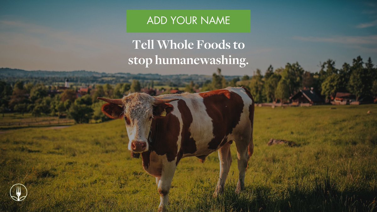 FarmForward's tweet photo. As the lawsuit against Whole Foods continues, take this simple but important action today! Help hold the retail giant accountable for falsely advertising its beef as “no antibiotics, ever.” Sign the petition now: https://t.co/21sNCVh9cP #endhumanewashing https://t.co/vd0rULSEfB