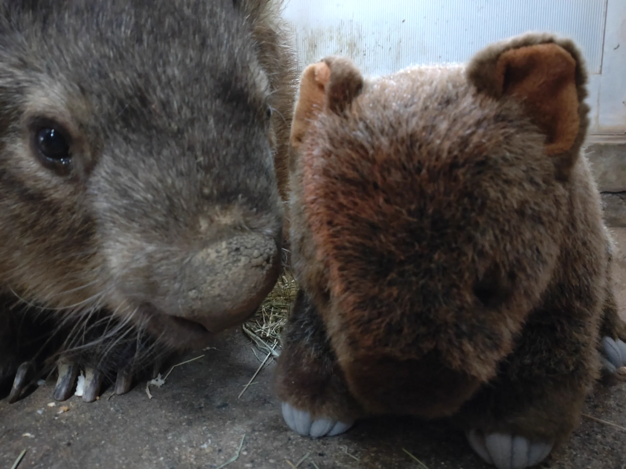 茶臼山動物園 ウォンバット モモコ ぬいぐるみ 長野市茶臼山動物園【公式】 on X: 