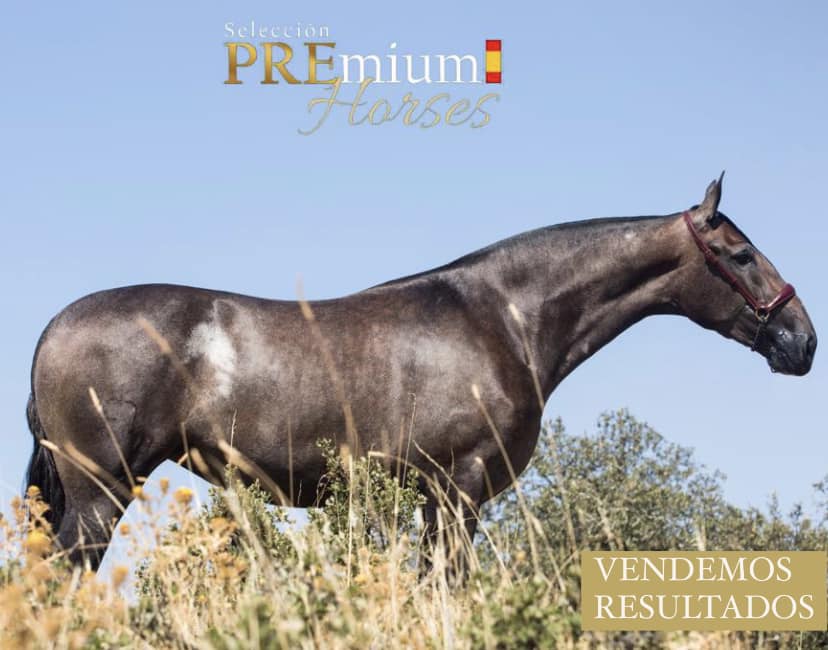 PREmium_Horses's tweet photo. NIEBLA FM
🥇Sección 9
Managua (#Nicaragua)🇳🇮
Propiedad Ganadería Caridad del Cobre Nicaragua💚
Criada por Salvador Moreno
(+34)696942354
info@seleccionpremiumhorses.com
#seleccionpremiumhorses #concursomorfológico #purarazaespañola #caballoespañol #caballoPRE #EstiloPremium #PRE https://t.co/Xbe9BJ4lRX