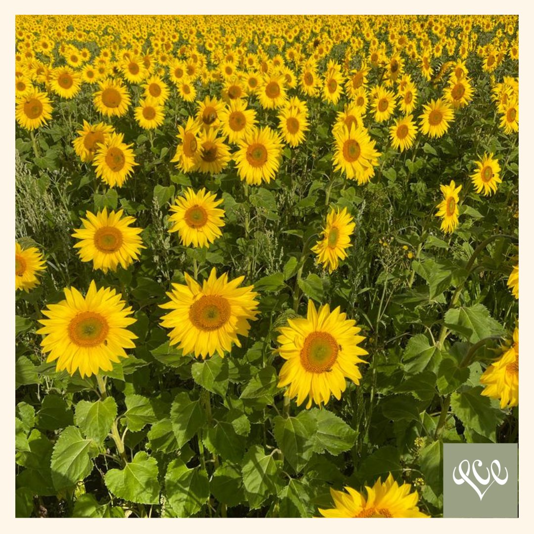 You'd be forgiven for thinking I'm in the South of France, but this is the incredible view across from my office 🌻 There is nothing like hundred of sunflowers greeting you to put a smile on your face in a morning and gives me such an appreciation for the small, natural things ☀️