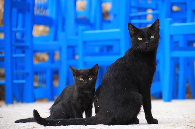 【今日は何の日？】8月17日は「黒猫感謝の日」

多くの国で悪運の象徴とされることが多い黒猫は、他の毛色の猫たちに比べると、飼い主探しに苦労するという。そこで、「黒猫の良さをより多くの人に知ってもらいたい」と制定されたとのこと。