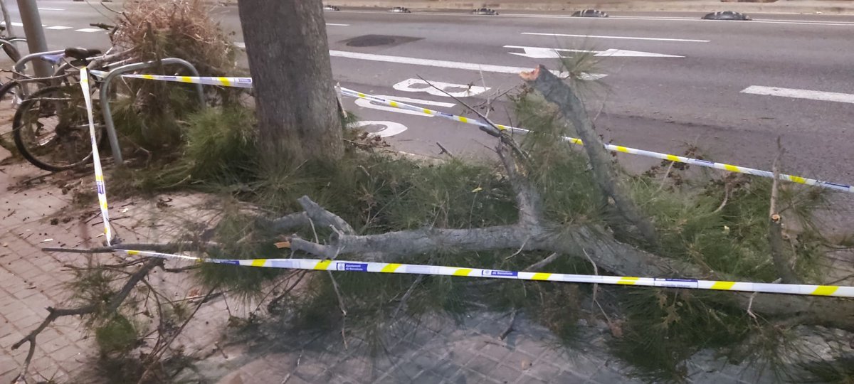tediroca's tweet photo. @barcelona_010 porto mesos enviant incidències sobre l'estat dels arbres davant de casa, responen que algú ha vingut a cofirmar que tot està correcte i als pocs dies tornem a tenir caigudes de branques d'aquest calibre. Què s'ha de fer perquè algú s'ho prengui en serio? https://t.co/KegaPm6b8t