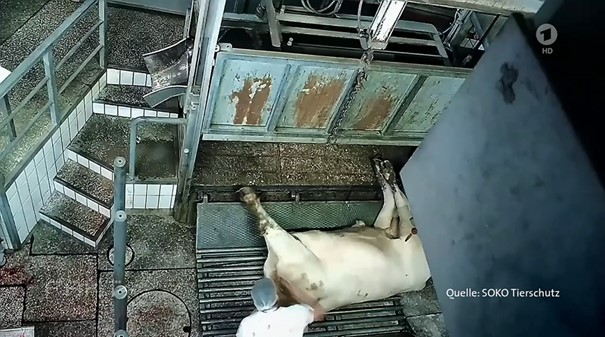Die Missstände im Schlachthof von Aschaffenburg führten zu dessen vorläufiger Schließung. Bereits seit 15 Jahren soll es wiederholt zu Tierquälereien gekommen sein. Was wussten Tierärzte und zuständige Behörden? Der #Fakt-Bericht in der #ARDMediathek: ardmediathek.de/video/fakt/tie…