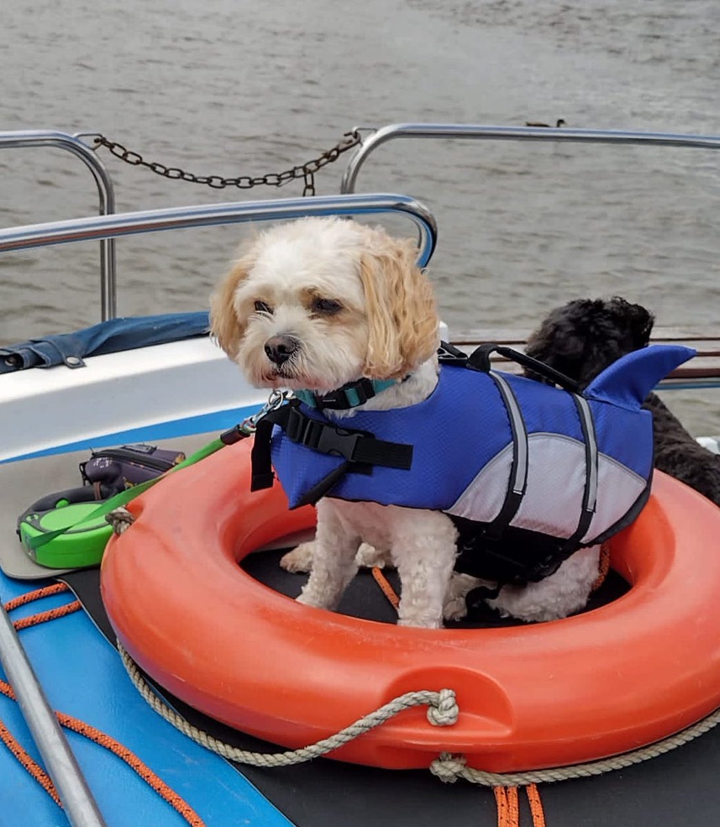 StJamesElstead's tweet photo. Marlowe, our school dog, has been enjoying his summer holiday. He has bravely explored the Norfolk Broads on a boat and has been on plenty of long walks. What have you all been doing? #schooldog #summerholidays https://t.co/GwWOGwXngG