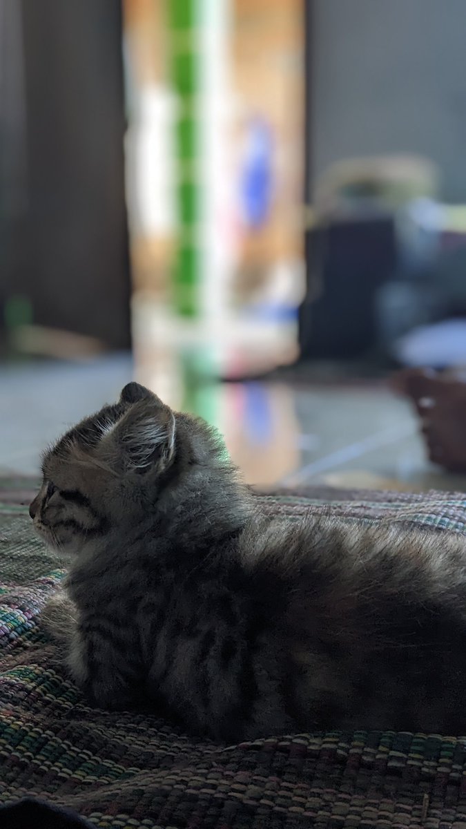 AnggaSeptadi's tweet photo. Mituu 🐈 https://t.co/XpXrFFCM6t