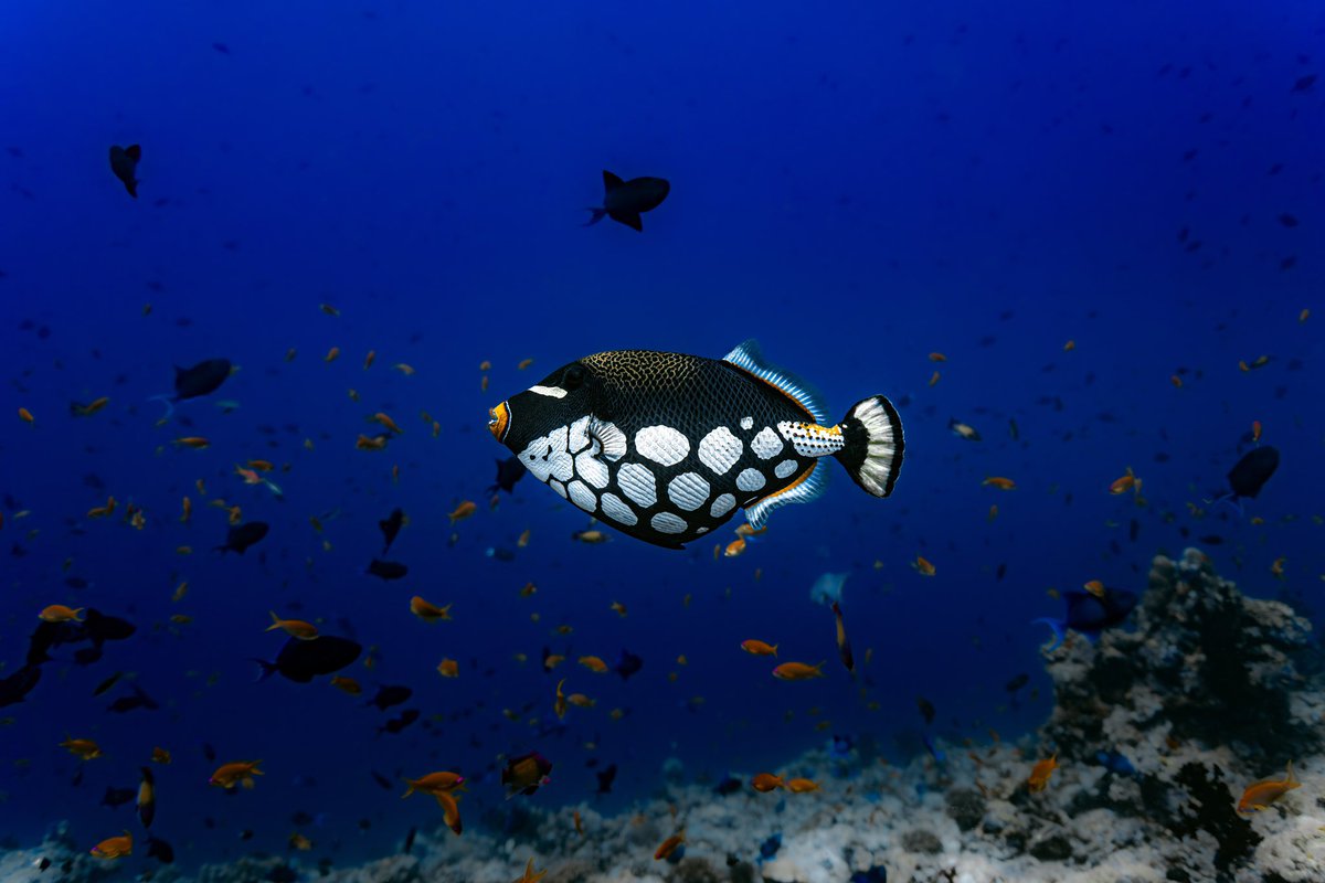 Kaush92's tweet photo. The reef is full of weird and wonderful inhabitants of every colour imaginable. From the plain to the dazzling and vibrant, the array of patterns seen on marine fish is truly special. Here are some of my favourite patterned reef-goers. #underwaterphotography #wildlifephotography https://t.co/tIaGMg4QCb