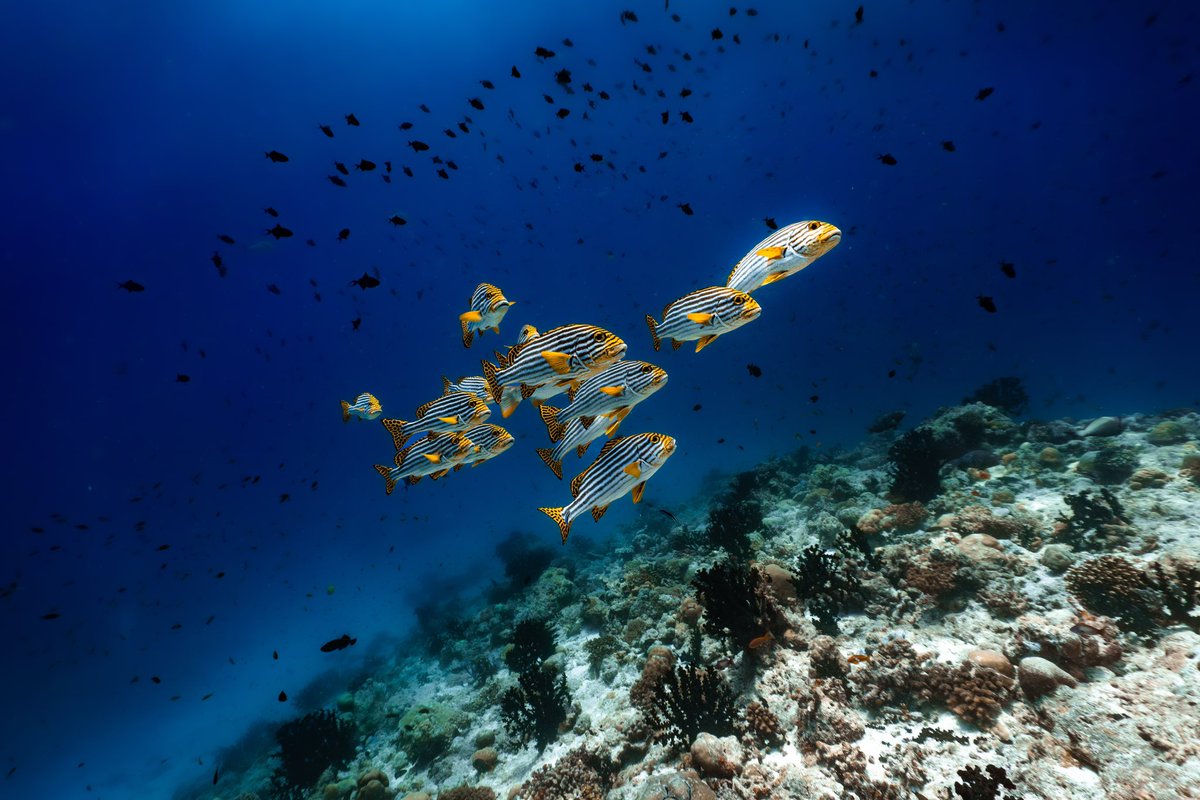 The reef is full of weird and wonderful inhabitants of every colour imaginable. From the plain to the dazzling and vibrant, the array of patterns seen on marine fish is truly special. Here are some of my favourite patterned reef-goers. #underwaterphotography #wildlifephotography