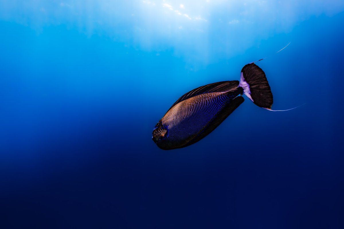 Kaush92's tweet photo. The reef is full of weird and wonderful inhabitants of every colour imaginable. From the plain to the dazzling and vibrant, the array of patterns seen on marine fish is truly special. Here are some of my favourite patterned reef-goers. #underwaterphotography #wildlifephotography https://t.co/tIaGMg4QCb