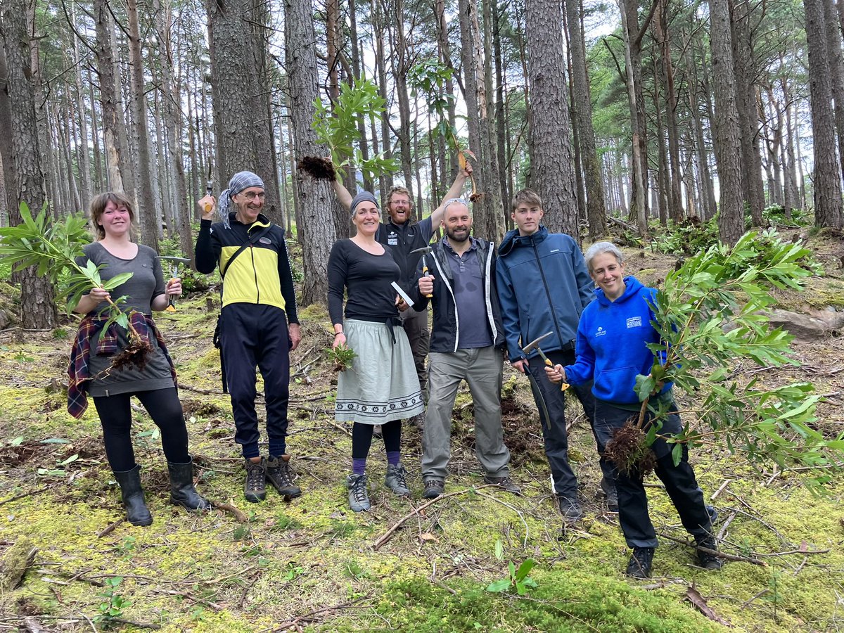 Ben Damph Estate (@bendamph) on Twitter photo Thanks all who came to the #rhododendron discovery day @WoodlandTrust <a href="/N_T_S/">National Trust for Scotland</a> We have those rhoddies something to think about & had great fun too! Seriously though, we need volunteers to keep on top this #invasivespecies & allow native woodland to return Watch this space for more! Thanks all who came to the #rhododendron discovery day @WoodlandTrust <a href="/N_T_S/">National Trust for Scotland</a> We have those rhoddies something to think about & had great fun too! Seriously though, we need volunteers to keep on top this #invasivespecies & allow native woodland to return Watch this space for more!
