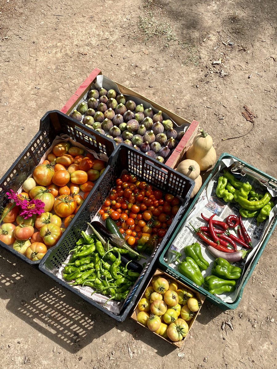 eeduardalba's tweet photo. L'hort a finals d'agost https://t.co/G2Wna9q54K