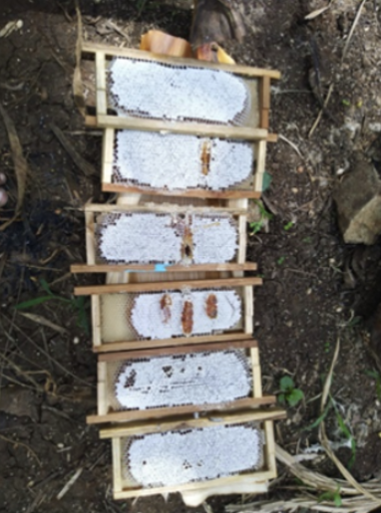 Pollen Buzz Initiative tweet media