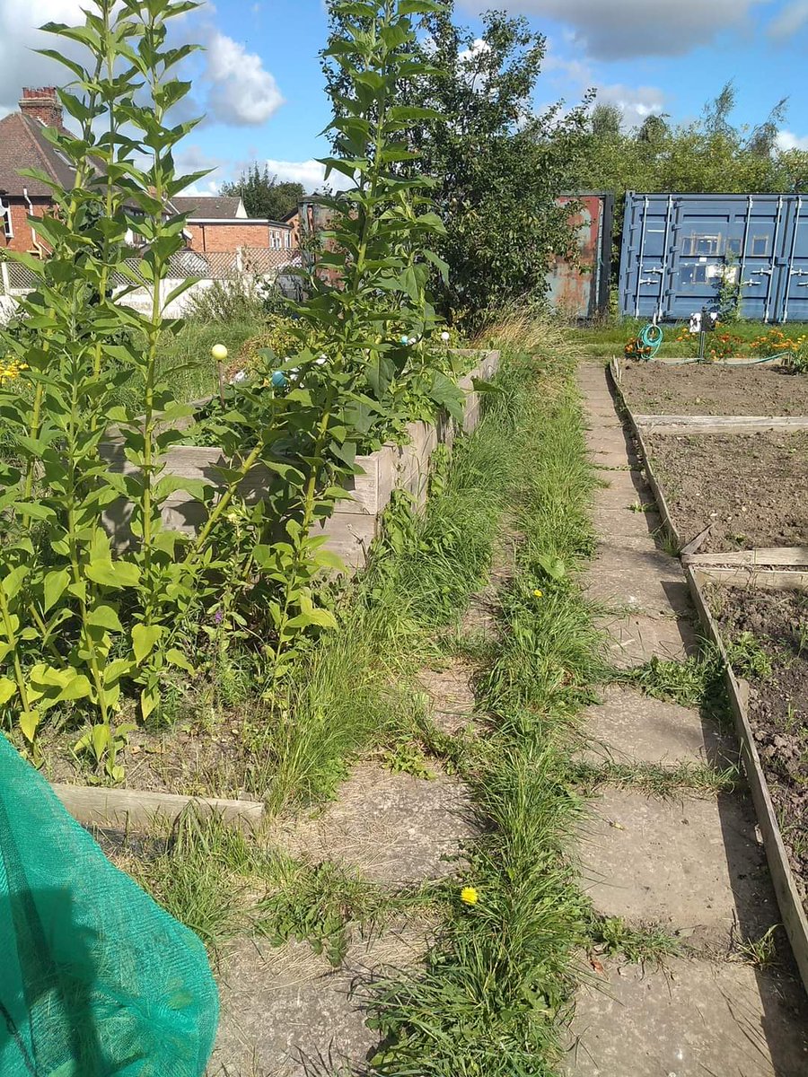 Dig In Community Allotment tweet media
