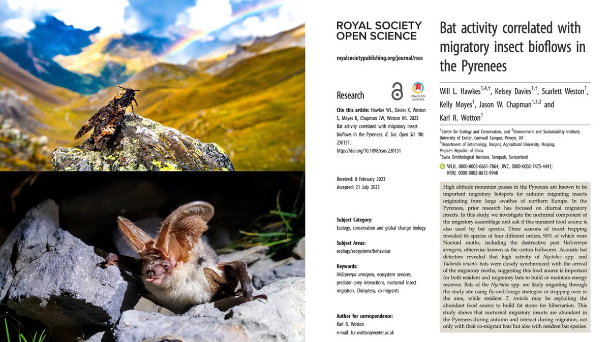 Dr Will Leo Hawkes (@willleohawkes) on Twitter photo A new paper!
We showed for the first time that migrating bats eat migrating moths!
<a href="/KdaviesEnto/">Kelsey Davies</a>, <a href="/_ScarlettWeston/">Scarlett Weston</a>, Kelly Moyes <a href="/j_chapman2/">Jason Chapman</a>, <a href="/KoralWotton/">Karl Wotton</a> & I studied the interactions between bats & nocturnal migrating insects in the Pyrenees
Read here:
royalsocietypublishing.org/doi/10.1098/rs…
1/ A new paper!
We showed for the first time that migrating bats eat migrating moths!
<a href="/KdaviesEnto/">Kelsey Davies</a>, <a href="/_ScarlettWeston/">Scarlett Weston</a>, Kelly Moyes <a href="/j_chapman2/">Jason Chapman</a>, <a href="/KoralWotton/">Karl Wotton</a> & I studied the interactions between bats & nocturnal migrating insects in the Pyrenees
Read here:
royalsocietypublishing.org/doi/10.1098/rs…
1/