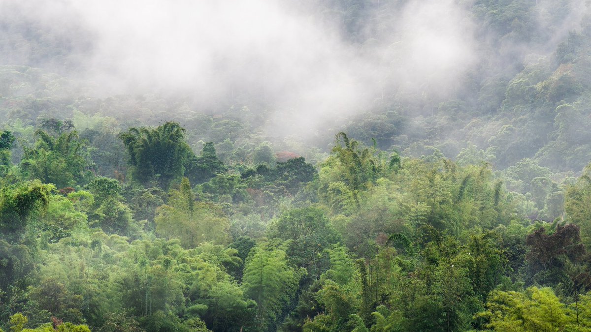 The Ecuadorian cloud forest is a biodiverse paradise ☁️ It's not just beautiful – it's a superhero ecosystem. 🦋 Shielding us from floods, securing water, aiding pollination, and pest control. RT to show your love for this magical place 😍
